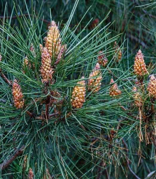 Pinus sylvestris